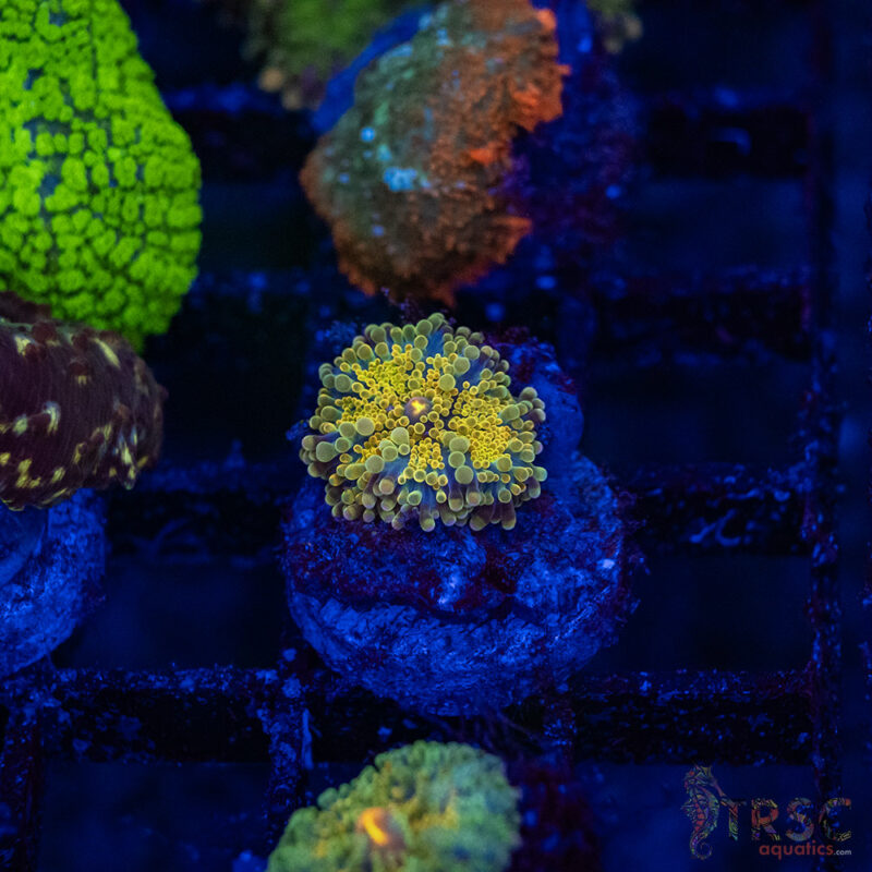 TRSC Aquatics