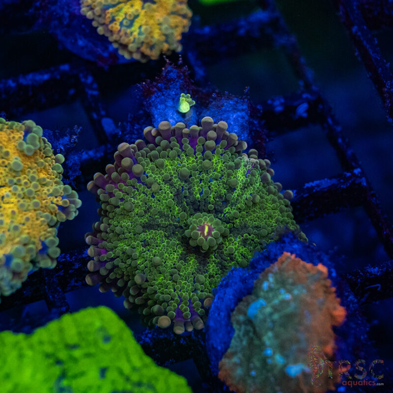 TRSC Aquatics