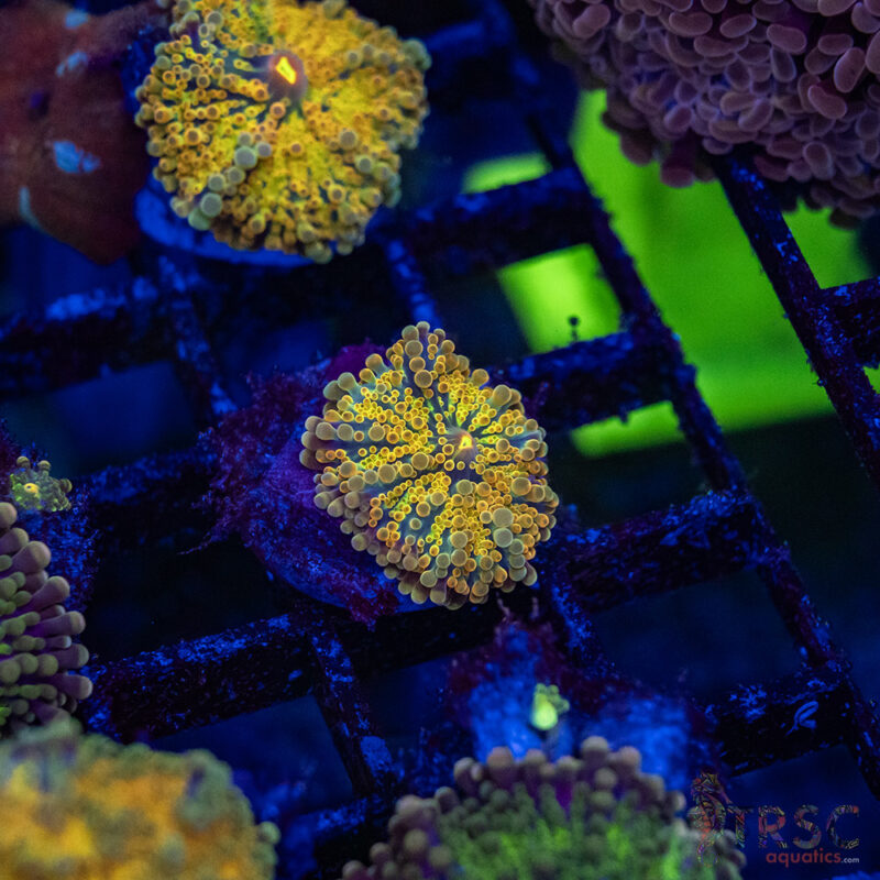 TRSC Aquatics