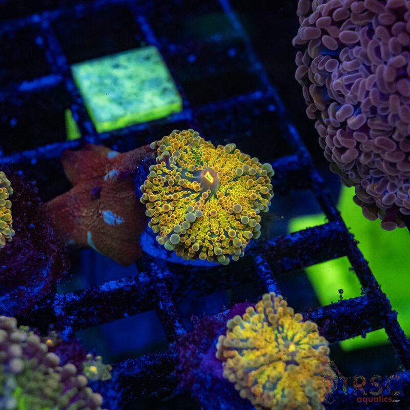TRSC Aquatics