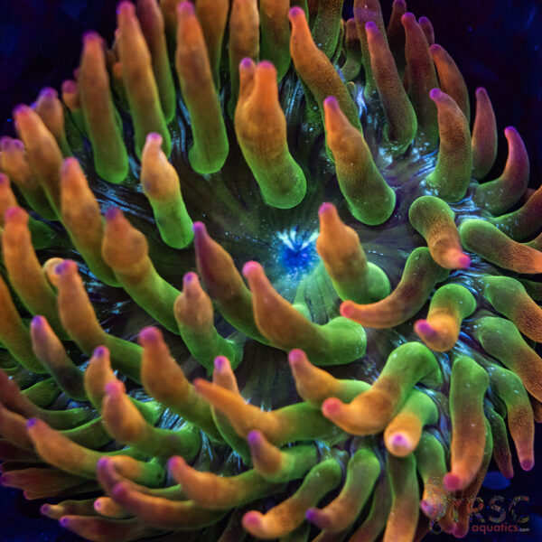 Hawaiian Punch Buble Tip Anemone 2-3"  A01