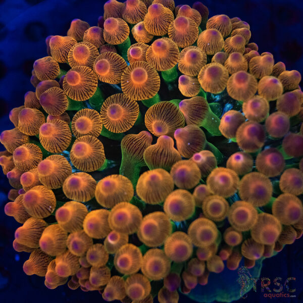 Hawaiian Punch Buble Tip Anemone 2-3"  A02