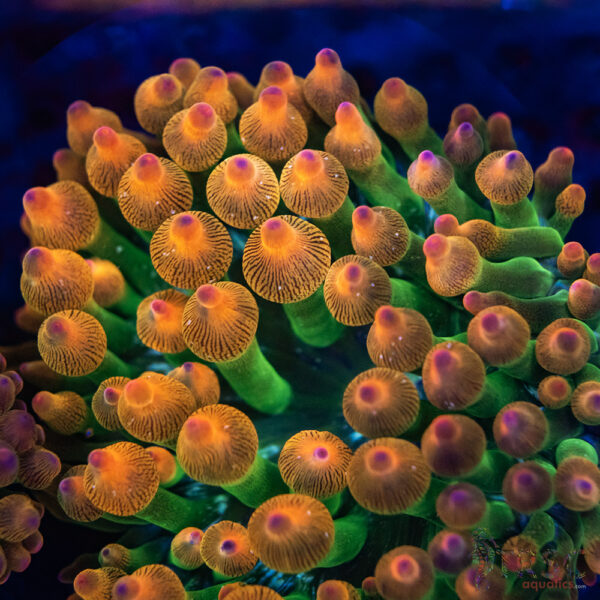 Hawaiian Punch Buble Tip Anemone 2-3"  A03
