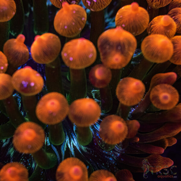 Aquacultured Watermelon Anemone RBTA 2-4"+ A01