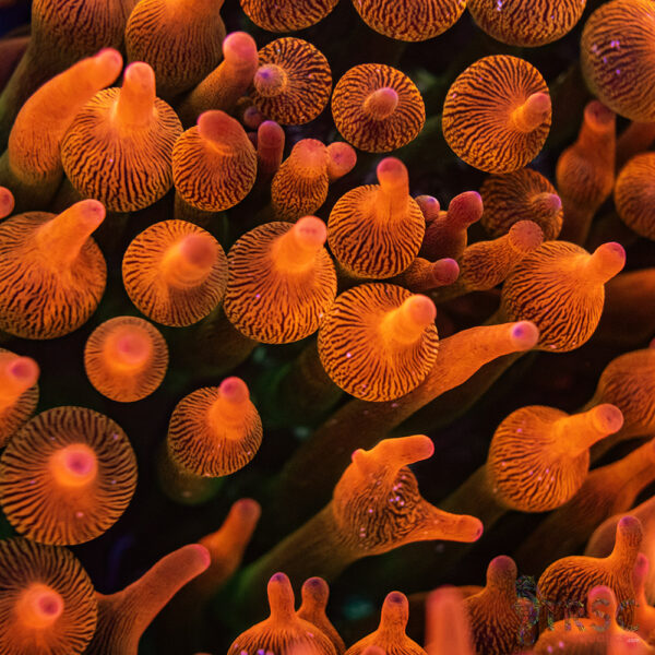 Aquacultured Watermelon Anemone RBTA 2-4"+ A02