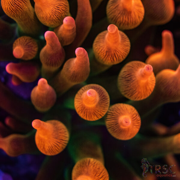Aquacultured Watermelon Anemone RBTA 2-4"+ A03