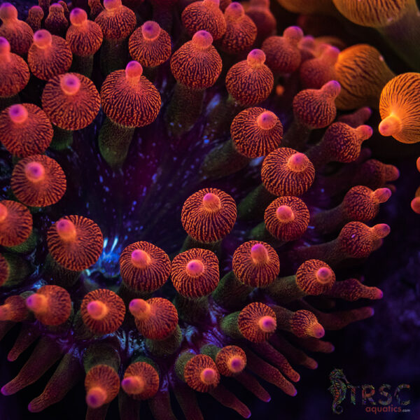 Aquacultured Watermelon Anemone RBTA 2-4"+ A04