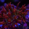 Aquacultured Watermelon Anemone RBTA 2-4"+ A07 1 UTS070725 RBTA A05