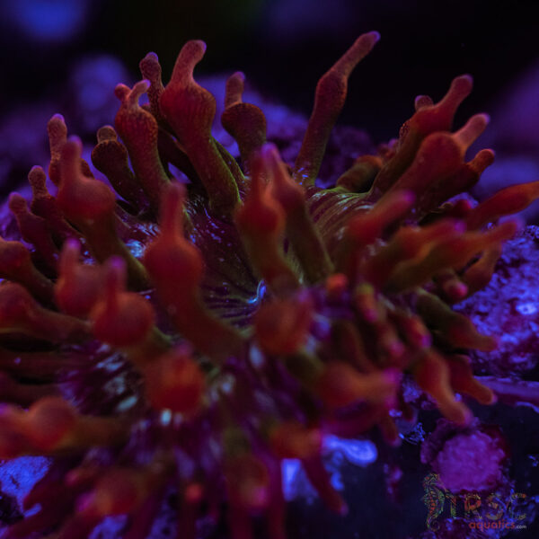 Aquacultured Watermelon Anemone RBTA 2-4"+ A07