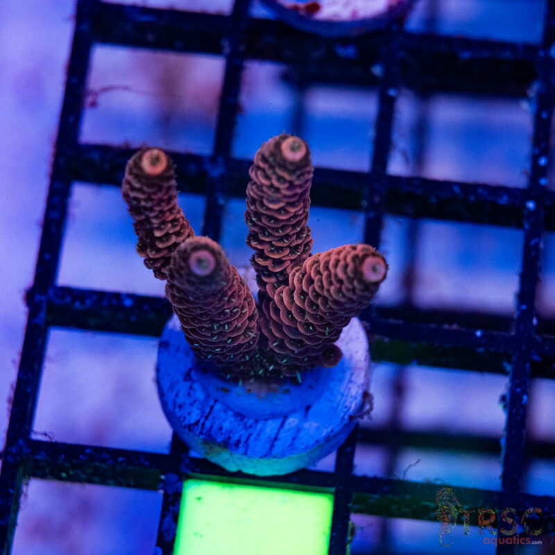 TRSC Aquatics