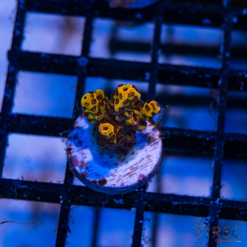 TRSC Aquatics