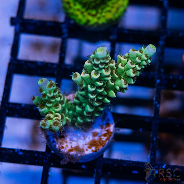 Apartment Wrecker Acro J03
