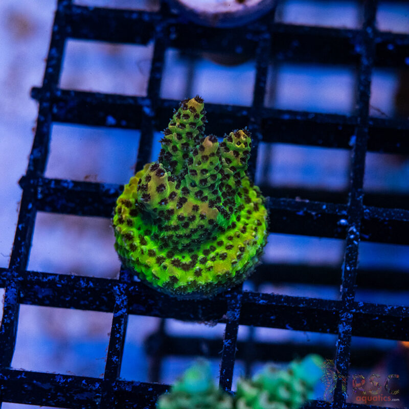 TRSC Aquatics