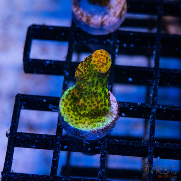 Carolina Reaper Acro J06