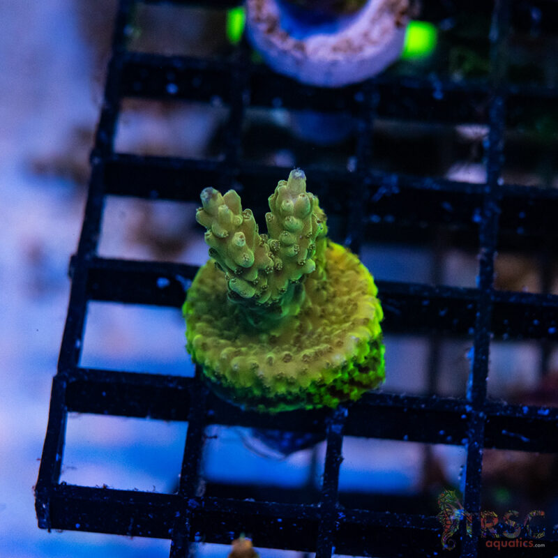TRSC Aquatics