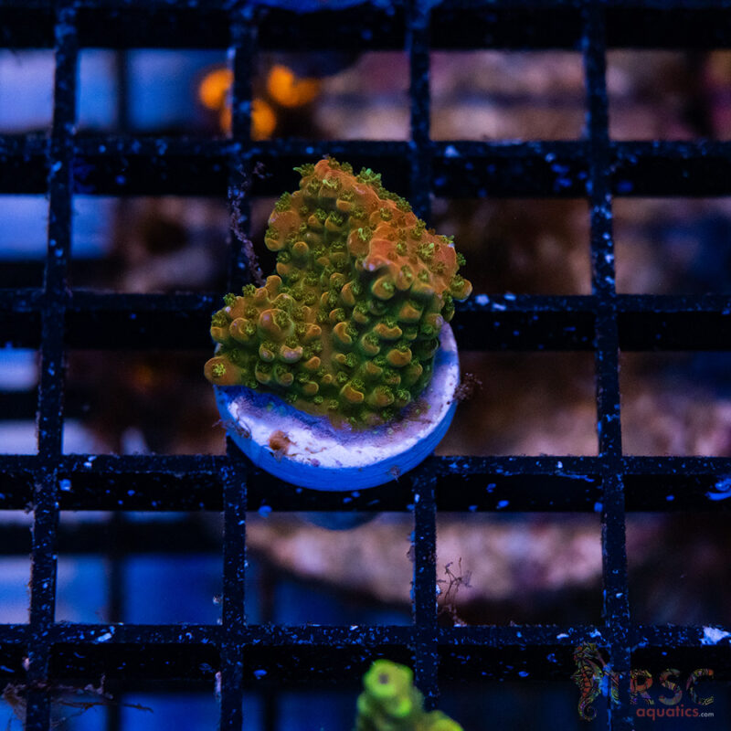 TRSC Aquatics