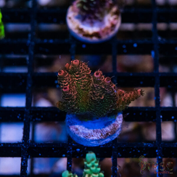 Rainbow Milli Acro K08