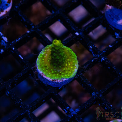 Green Goblin Acro L02