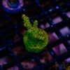 Carolina Reaper Acro L04