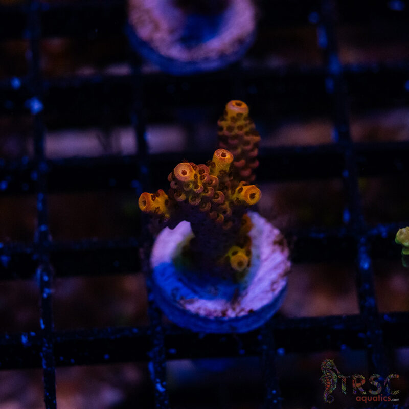 TRSC Aquatics
