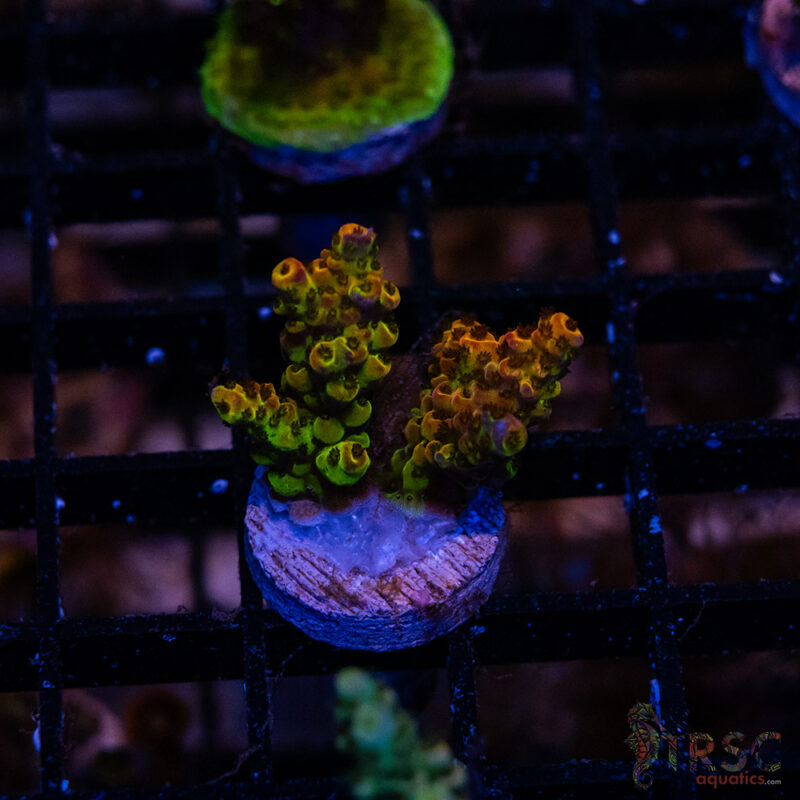 TRSC Aquatics