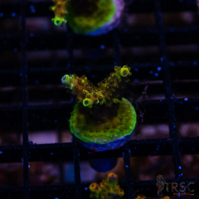 Green Goblin Acro L09