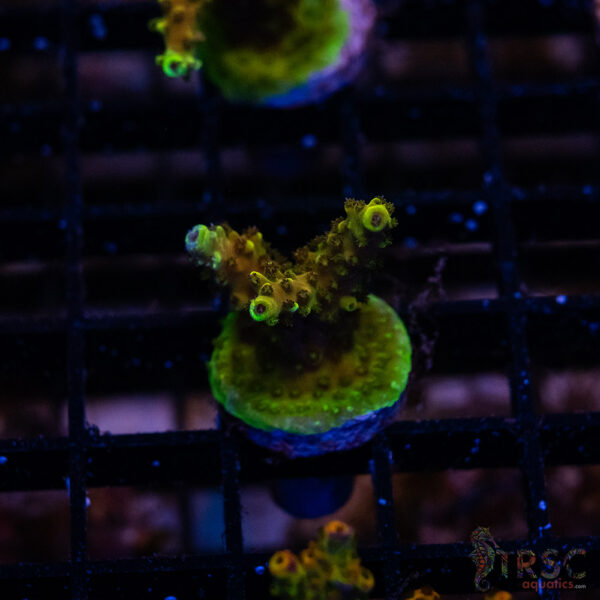 Green Goblin Acro L09