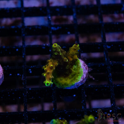 Green Goblin Acro L10
