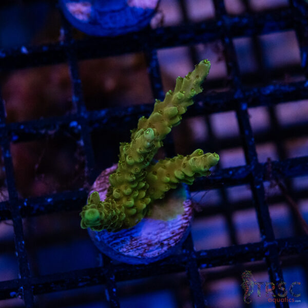 Green Goblin Acro M01
