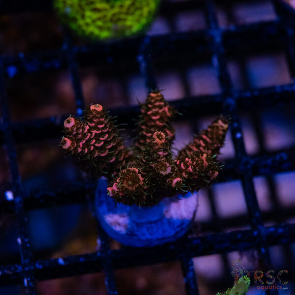 Rainbow Milli Acro M02