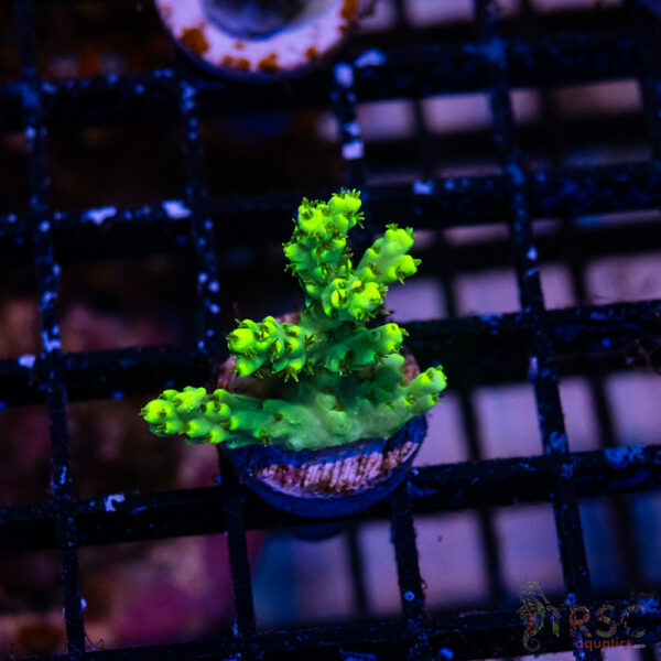 TR Mint Julip Acro Acro M04