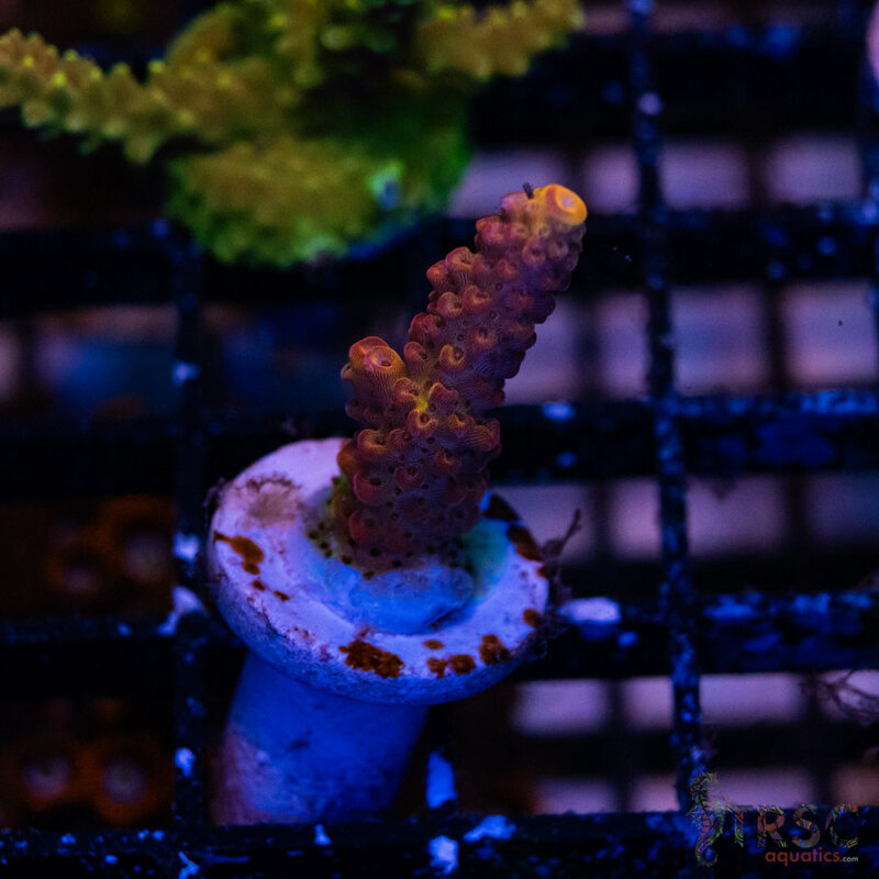 TRSC Aquatics