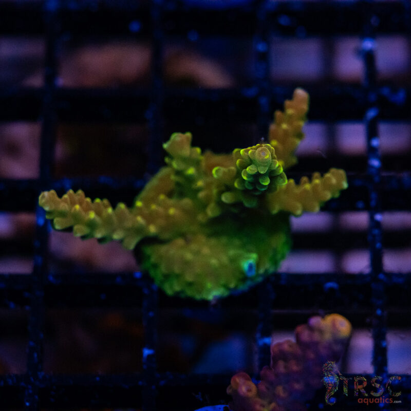 TRSC Aquatics