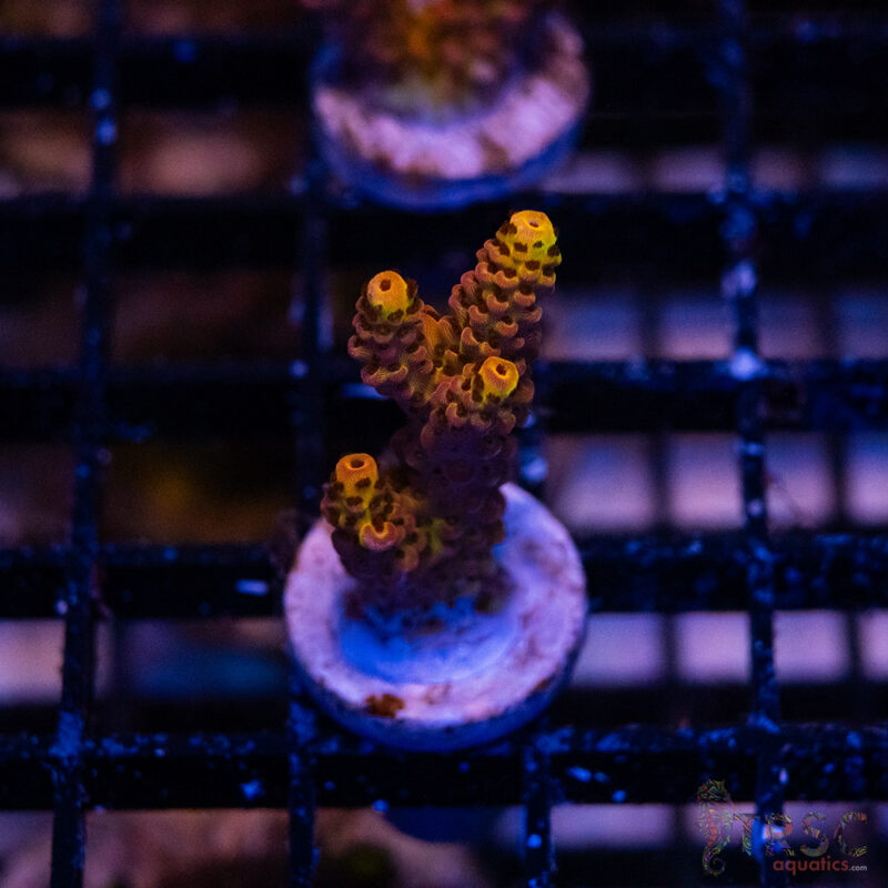 TRSC Aquatics
