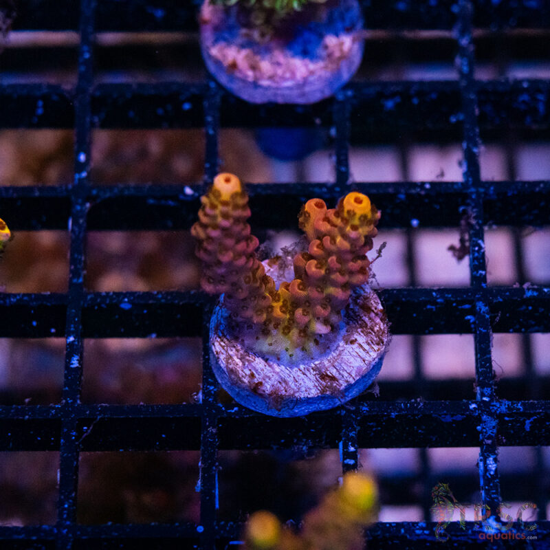 TRSC Aquatics