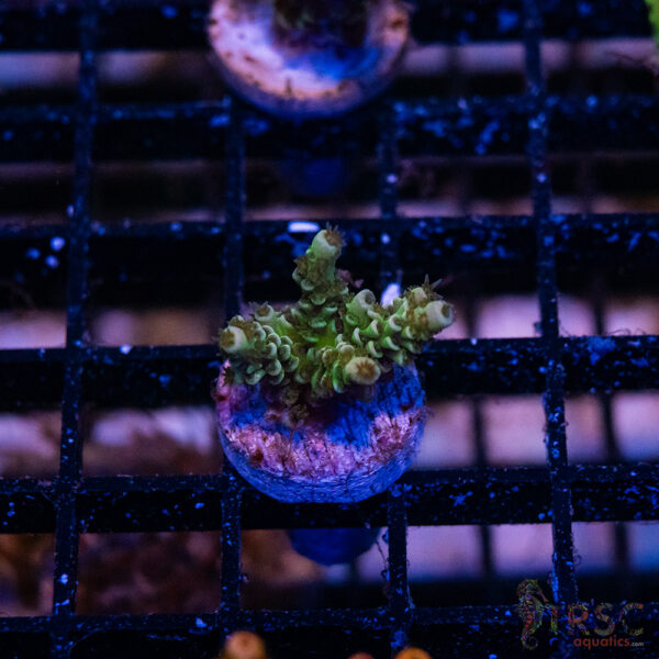 Green Blue Tenius Acro M09