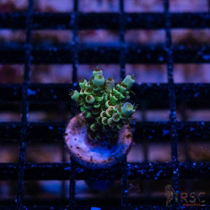 TRSC Aquatics