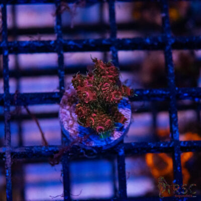 Rainbow Milli Acro N01