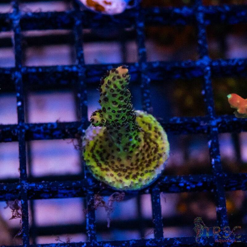 TRSC Aquatics