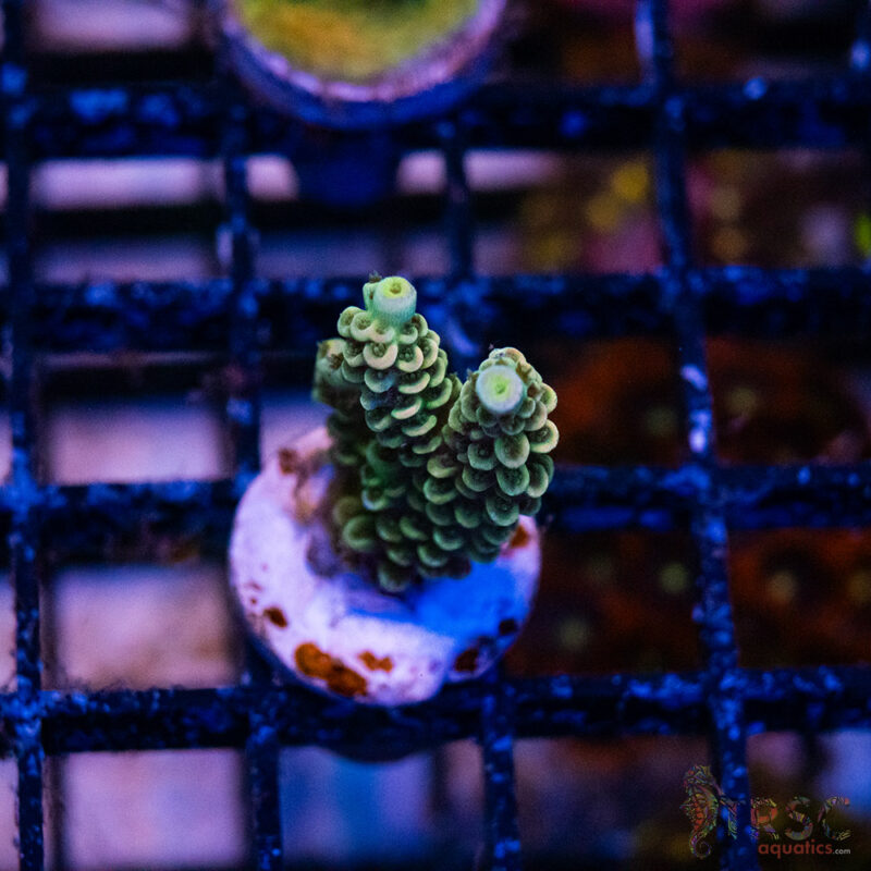TRSC Aquatics