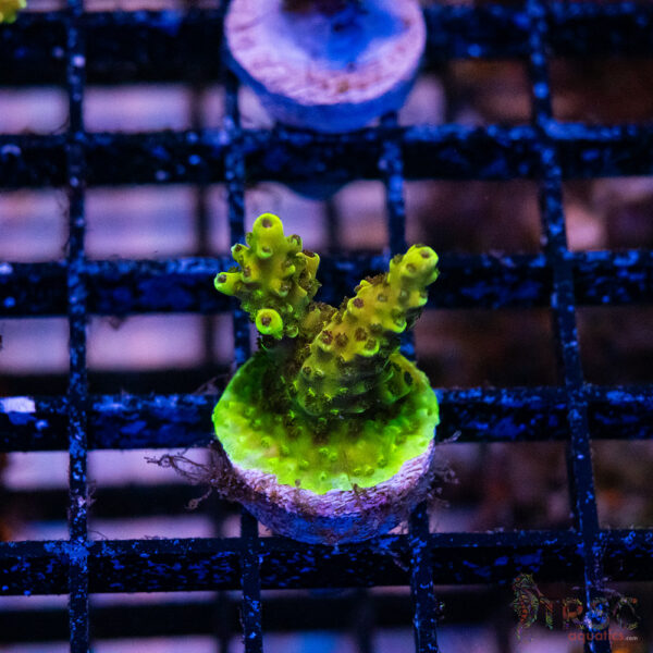 Green Goblin Acro N05