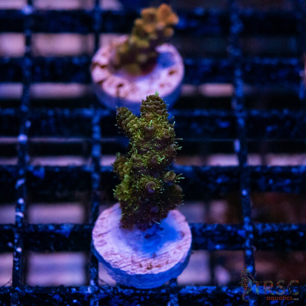 Green Milli Acro N06