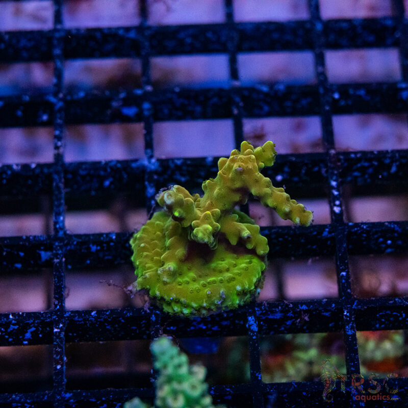 TRSC Aquatics
