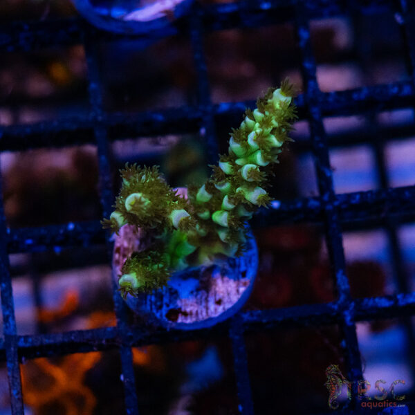 Blue Green Acro O01