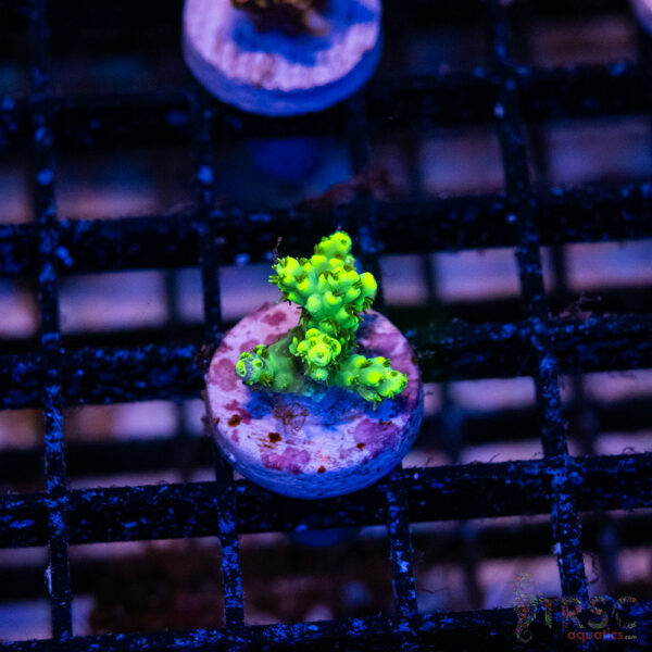 Mint Julip Acro O07