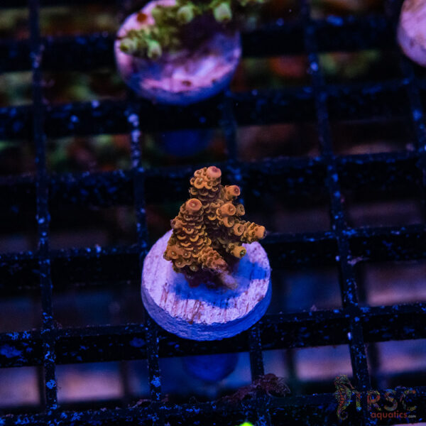 Peach Punch Acro O08