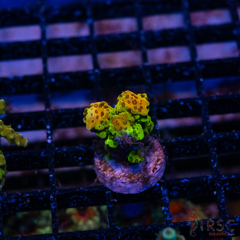 TRSC Aquatics