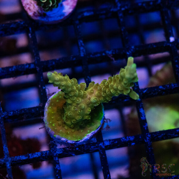 Green Goblin Acro P01