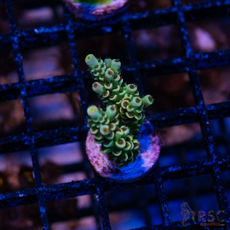 TRSC Aquatics