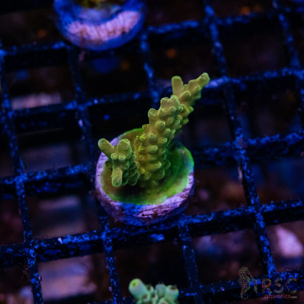 Green Goblin Acro P03